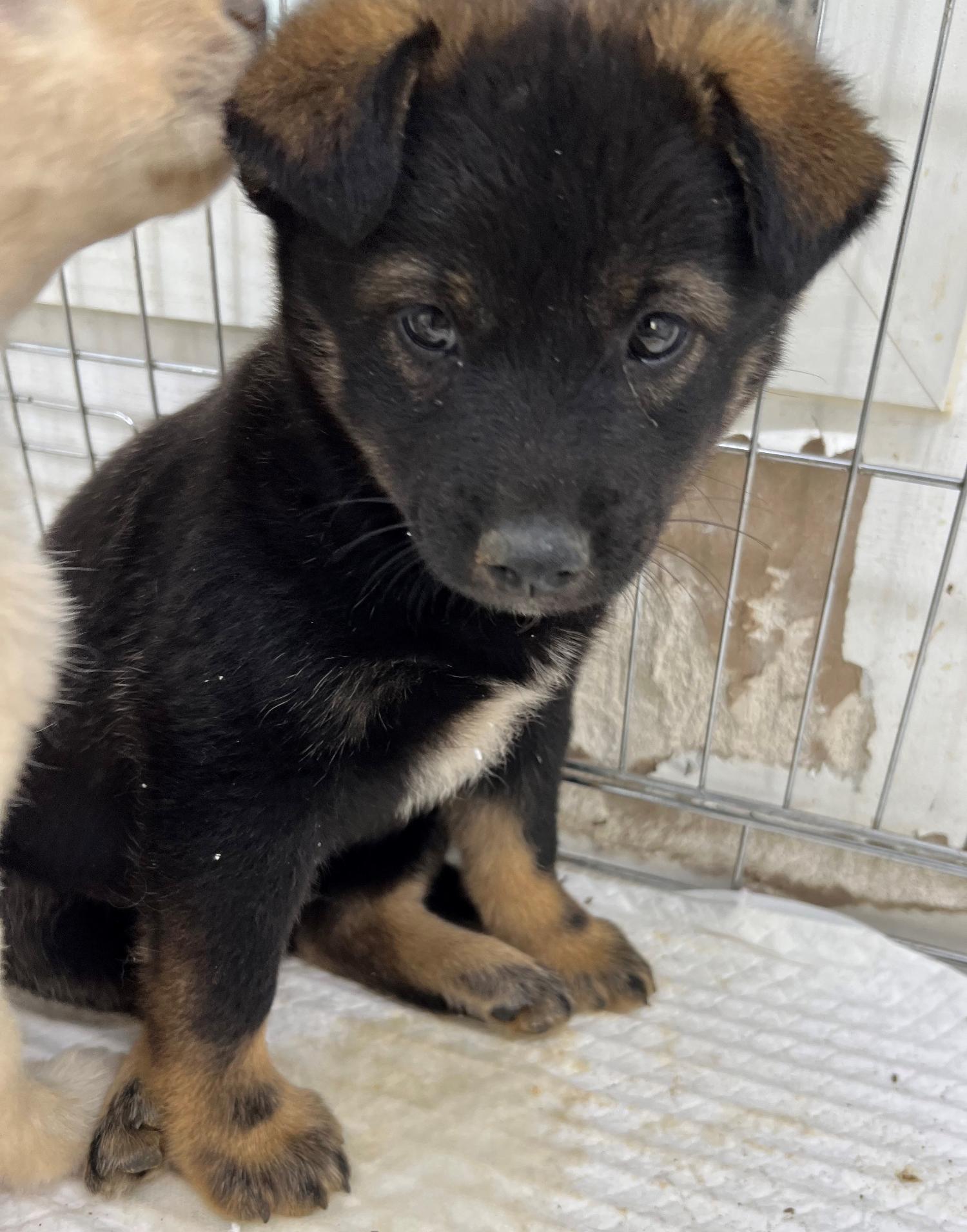 담양군 동물보호센터_446485202300586